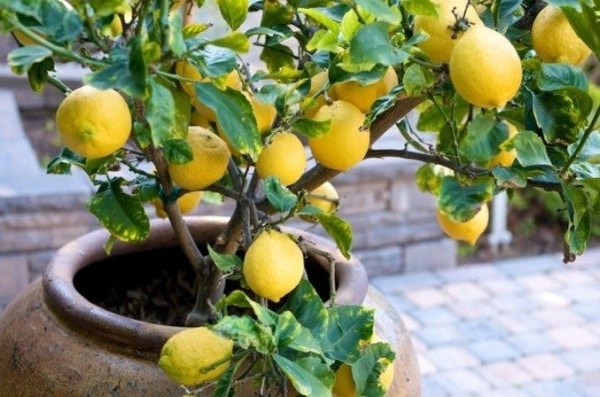 homemade lemon