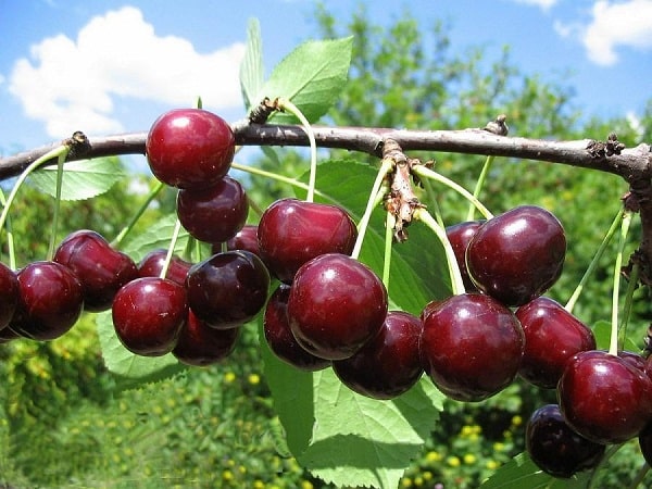 rama de cereza milagrosa