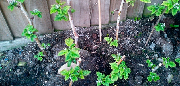 planting grapes