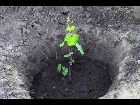 planting grapes