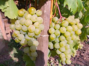 Description and characteristics of the grape variety Friendship, growing rules and care