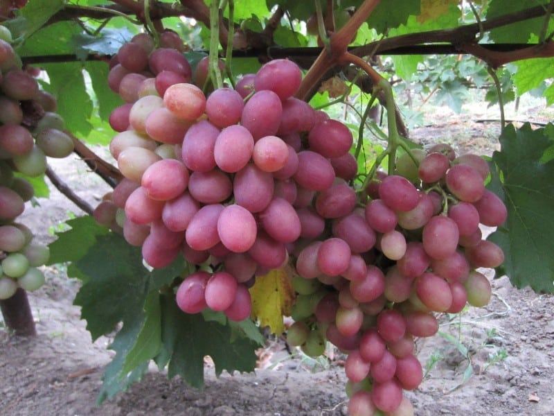 uvas vodogray