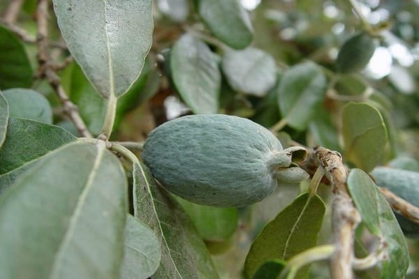 baie de feijoa