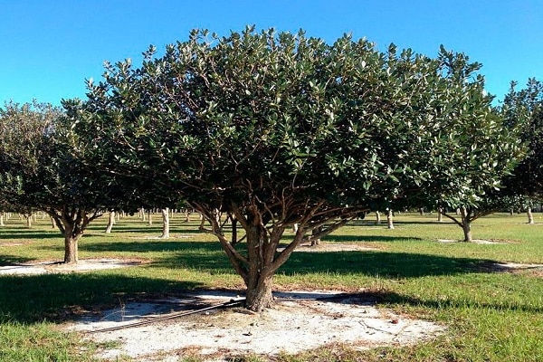 enfermedades de las plantas