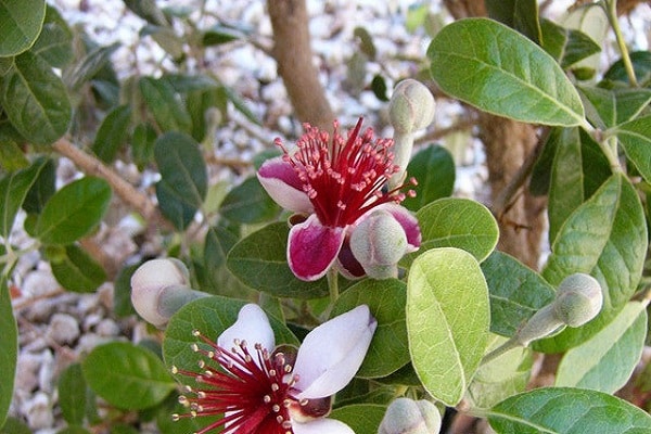 pokok renek berbunga