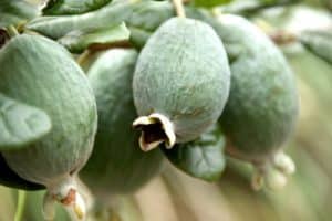 Cultiver et entretenir les feijoa en plein champ et à la maison, propriétés utiles