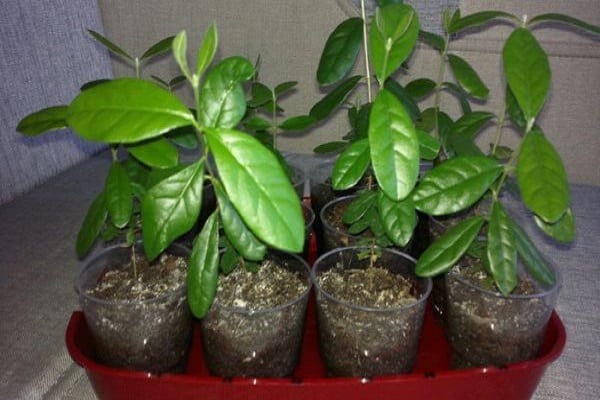 ready-made seedlings