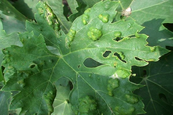 maladie des feuilles de vigne