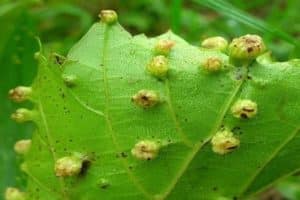 Medidas para el control de la filoxera en la uva y prevención, resistente a la plaga de la variedad