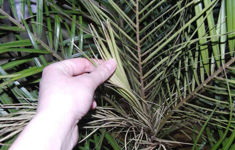 palmera desapareciendo