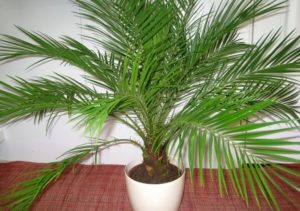 Cultivar una palmera datilera a partir de una piedra en el hogar y cuidado, prevención de enfermedades.