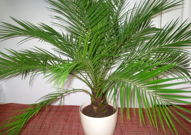 date palm