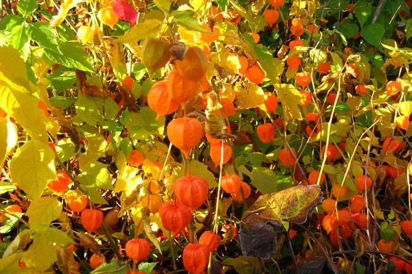 características de physalis