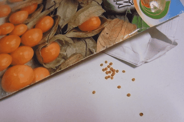 physalis preparation