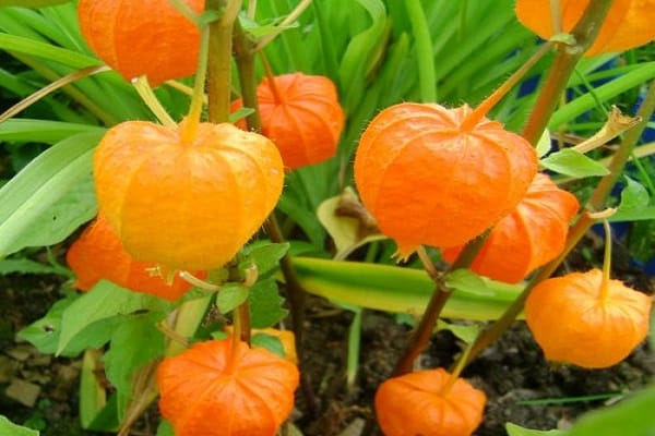 chinese lantern