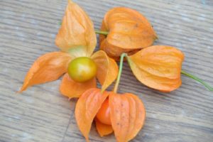 Plantation et culture de physalis en plein champ, description des variétés et soin des plantes