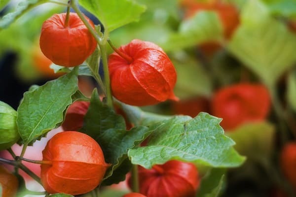 fleurs rouges