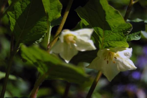 fleur blanche