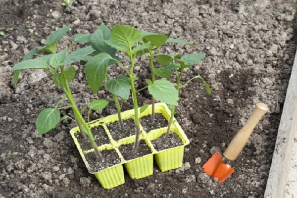 propagation de légumes