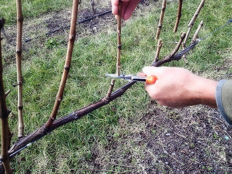 pruning grapes