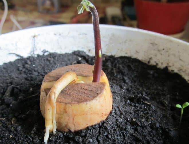 growing avocado