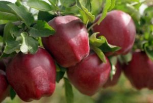 Description of the Starkrimson apple variety, species characteristics and distribution in the regions