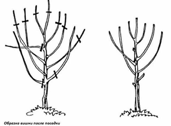 poda de cerezas después de plantar