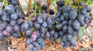 Description and cultivation of Furor grapes, pros and cons and characteristics