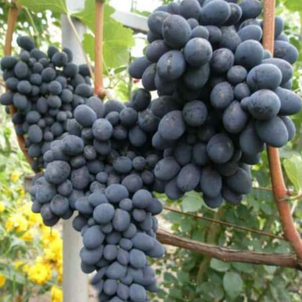 buffet grapes