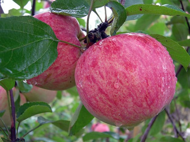 apple tree on a branch