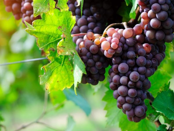 un racimo de uvas Garnacha