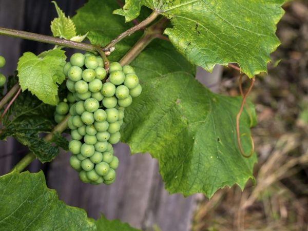 un racimo de uvas Garnacha