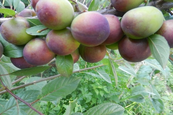 plum dan ceri