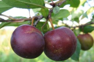 Penerangan tentang kacukan plum dan ceri Omskaya nochka, sejarah dan ciri penanaman