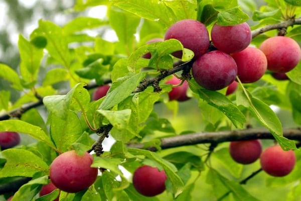 fruta de piedra