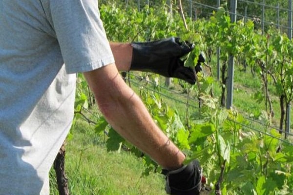 formation de la vigne