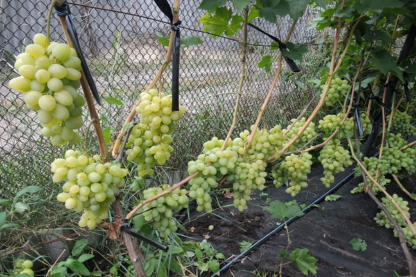 característica varietal