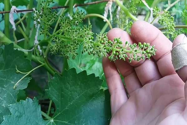 fruit formation