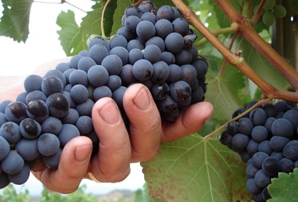 vendimia uva garnacha