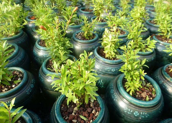 pomegranate cuttings