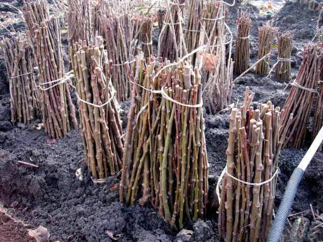 grape cuttings