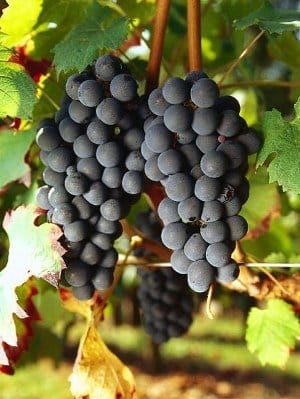 carmenere grapes