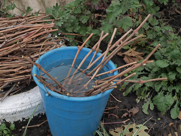 grape cuttings