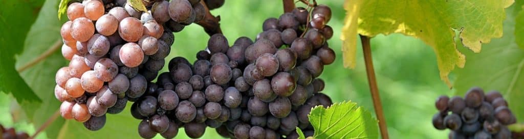 bunches of grapes