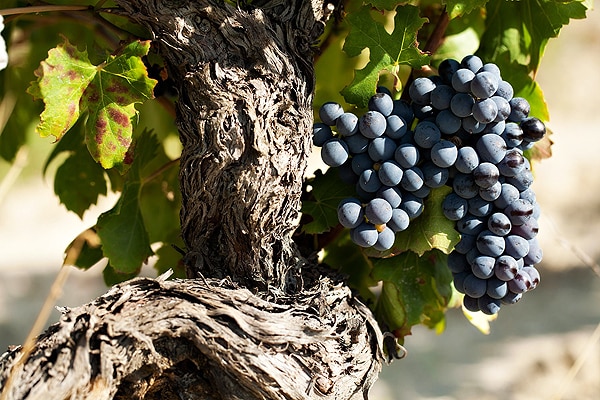 uvas garnacha