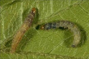 Métodos para tratar el gusano de la uva en las uvas con remedios químicos y populares.