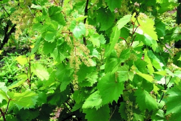 grape bushes