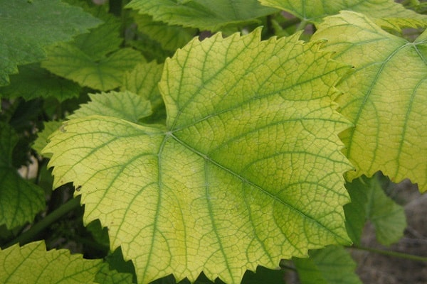 Chlorose des feuilles