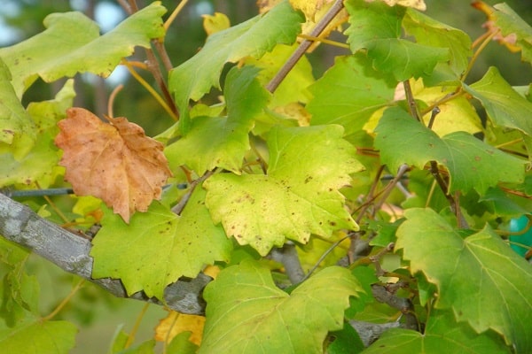 Hojas de uva