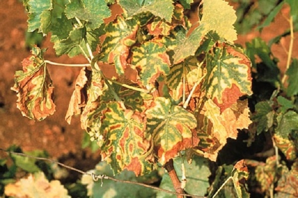 How to treat chlorosis on grapes with iron vitriol, what to do and how to process